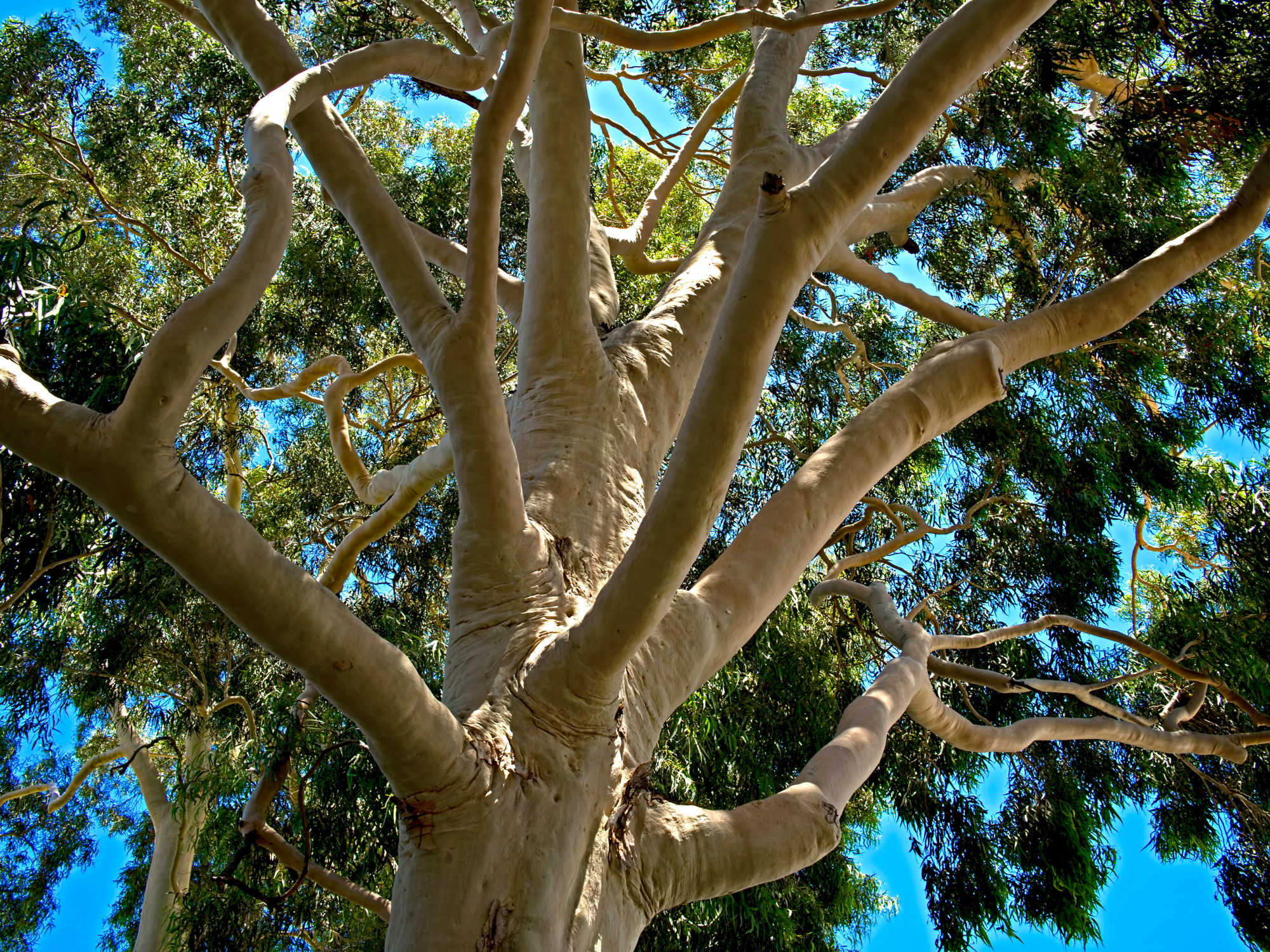 Eucalyptus citronový
